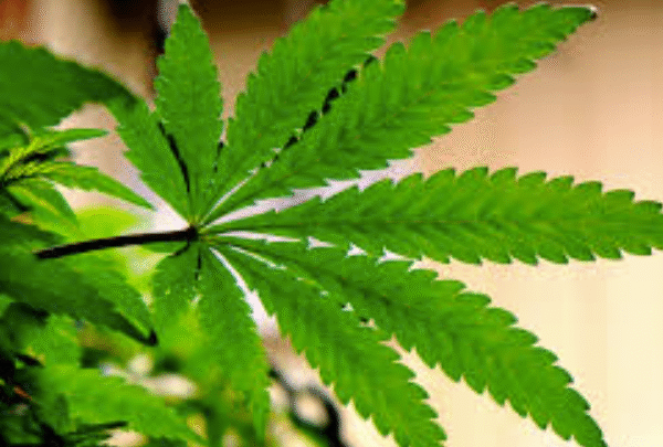 The Green Revolution of Dispensary Cannabis