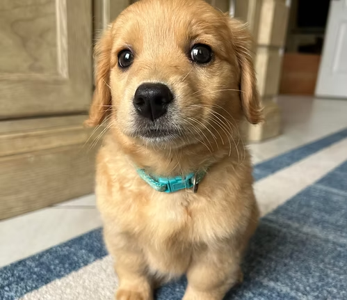 Why Are F1 Goldendoodle Puppies a Popular Choice for Dog Lovers?